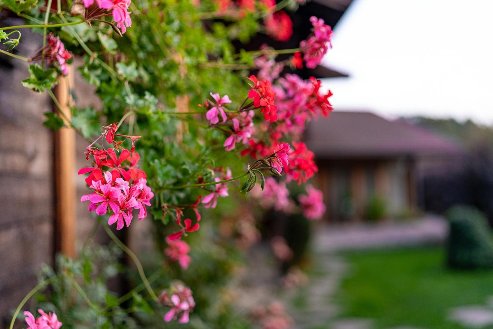 Kandaphery Guest Houses Miykovtsi Luaran gambar
